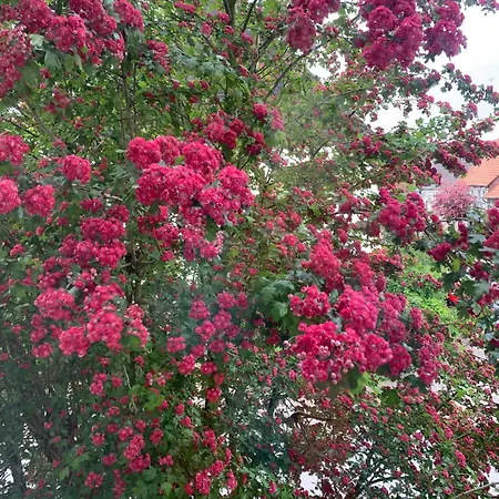 Σπίτι διακοπών Monteure *